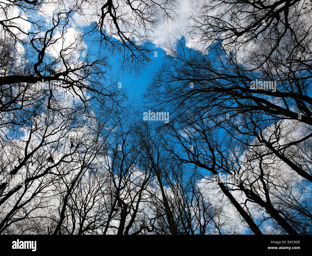 Silhouette di alberi sfrondato contro il cielo Foto Stock