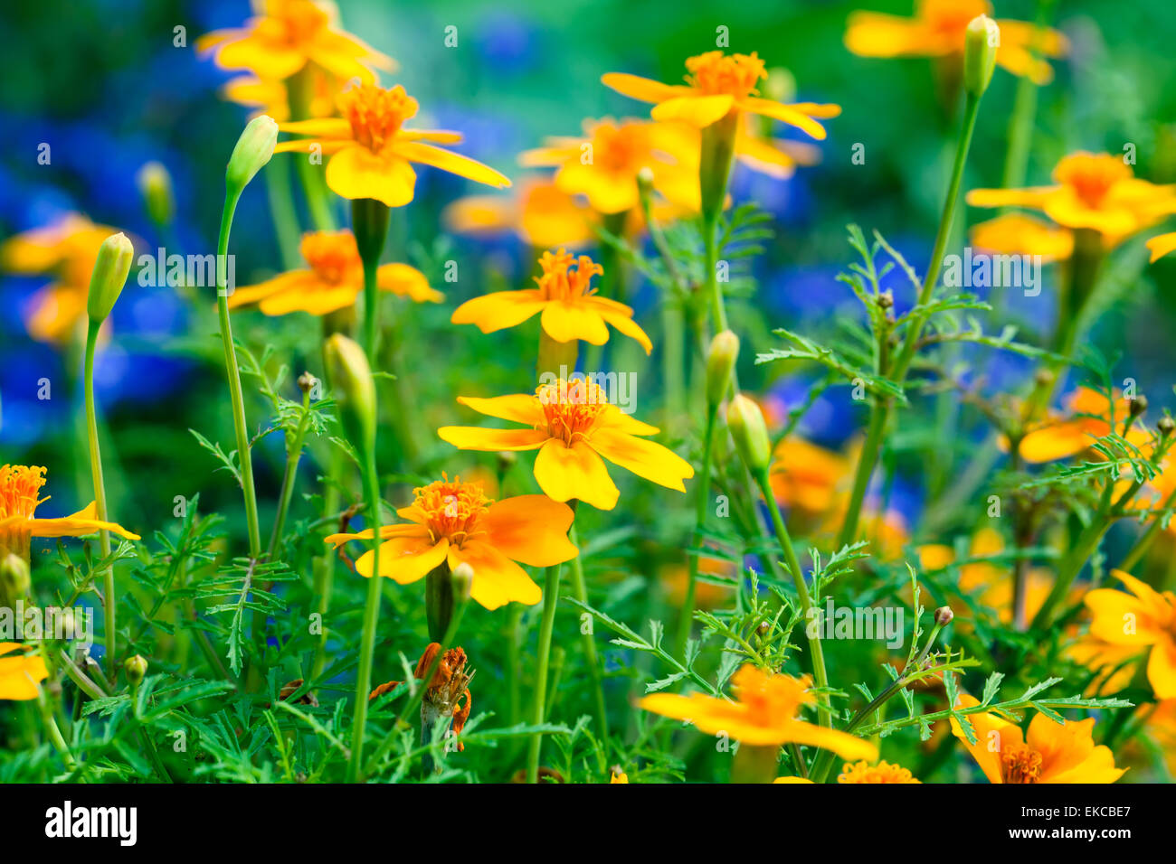 Tagetes fiori nel giardino Foto Stock