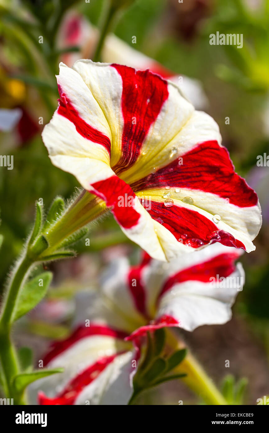 Bella rossa a strisce bianche e fiori di petunia in giardino Foto Stock