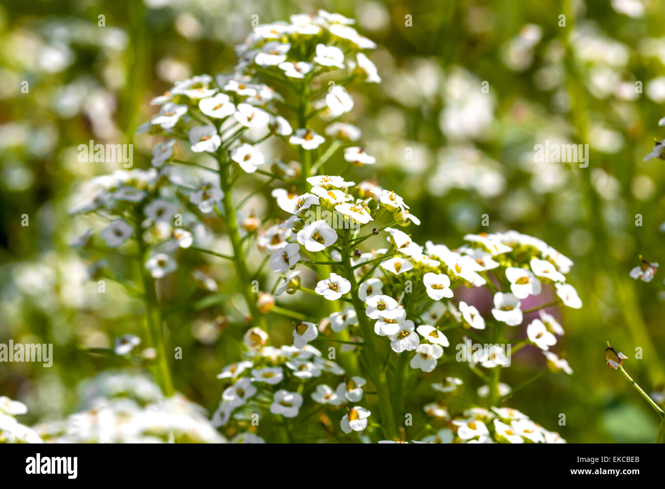 Fiori di colore bianco dolce Alyssum (Lobularia maritima) in giardino Foto Stock