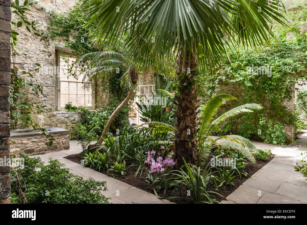 Aberglasney House e giardini, Carmarthen, Galles. Il Ninfarium, una sub-serra tropicale costruito sulle rovine della vecchia casa Foto Stock