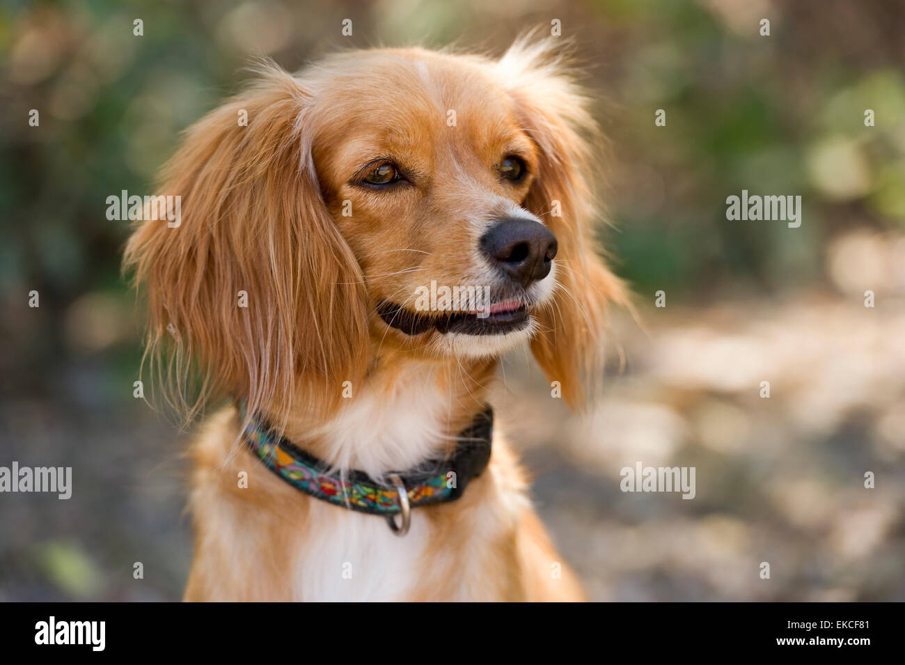 Cocker Spaniel croce con grandi e soffici orecchie è guardando curiosamente in esterni con una ben sfondo sfocato. Foto Stock