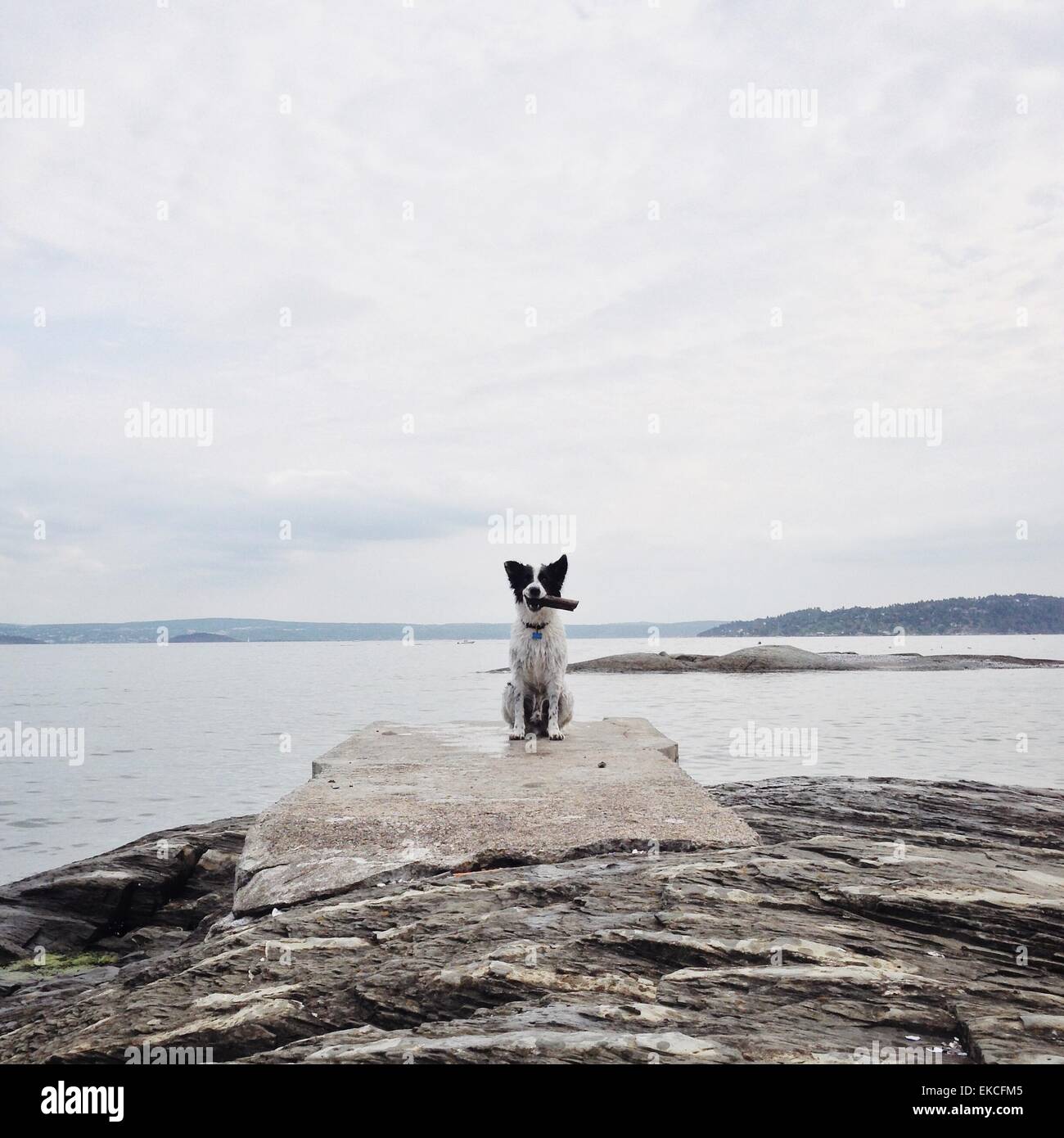 Cane con un bastone da mare, Norvegia Foto Stock