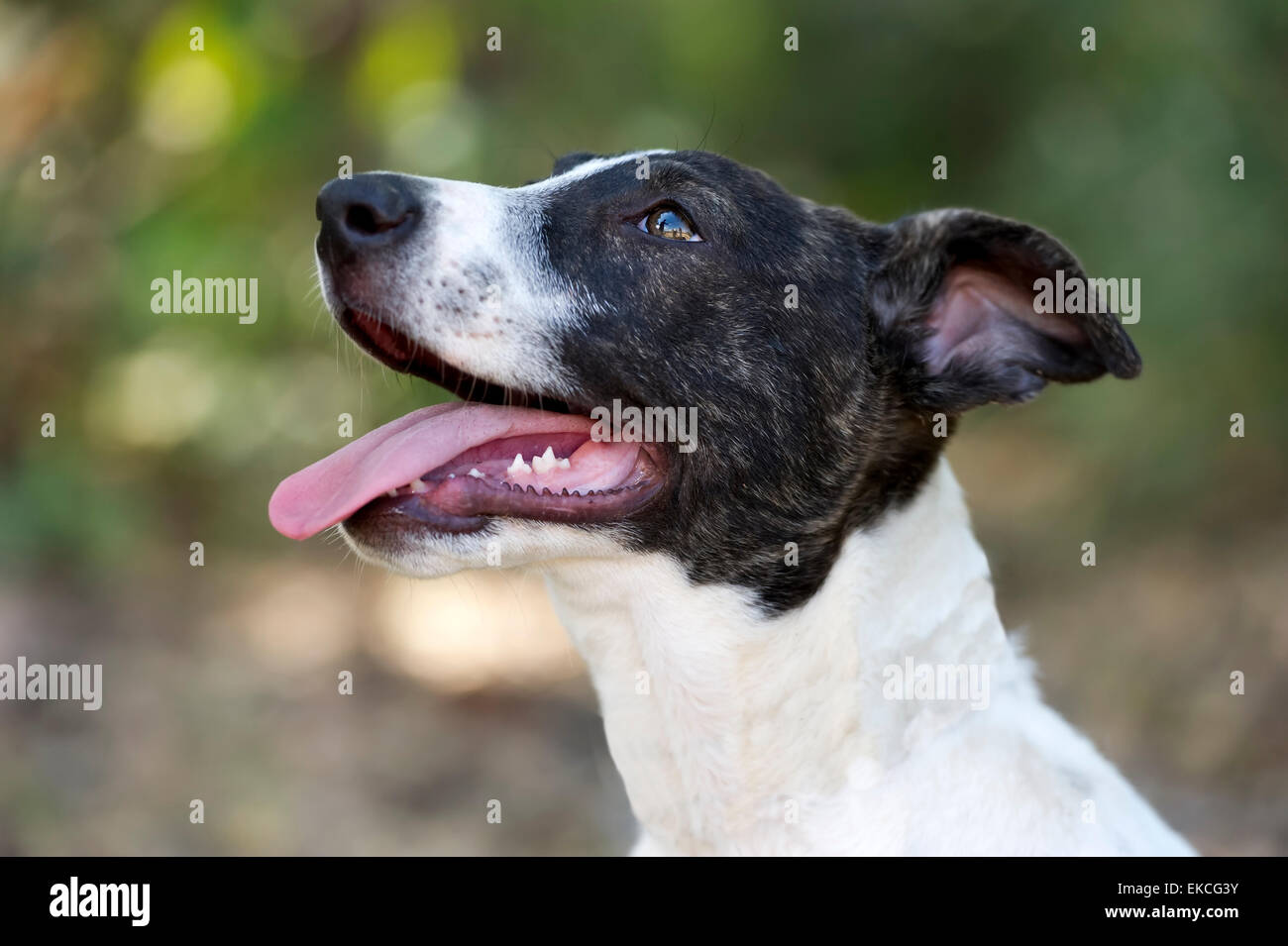 Giovani desiderosi cucciolo di cane è all'esterno guardando in alto con la bocca aperta e la lingua di fuori. Foto Stock