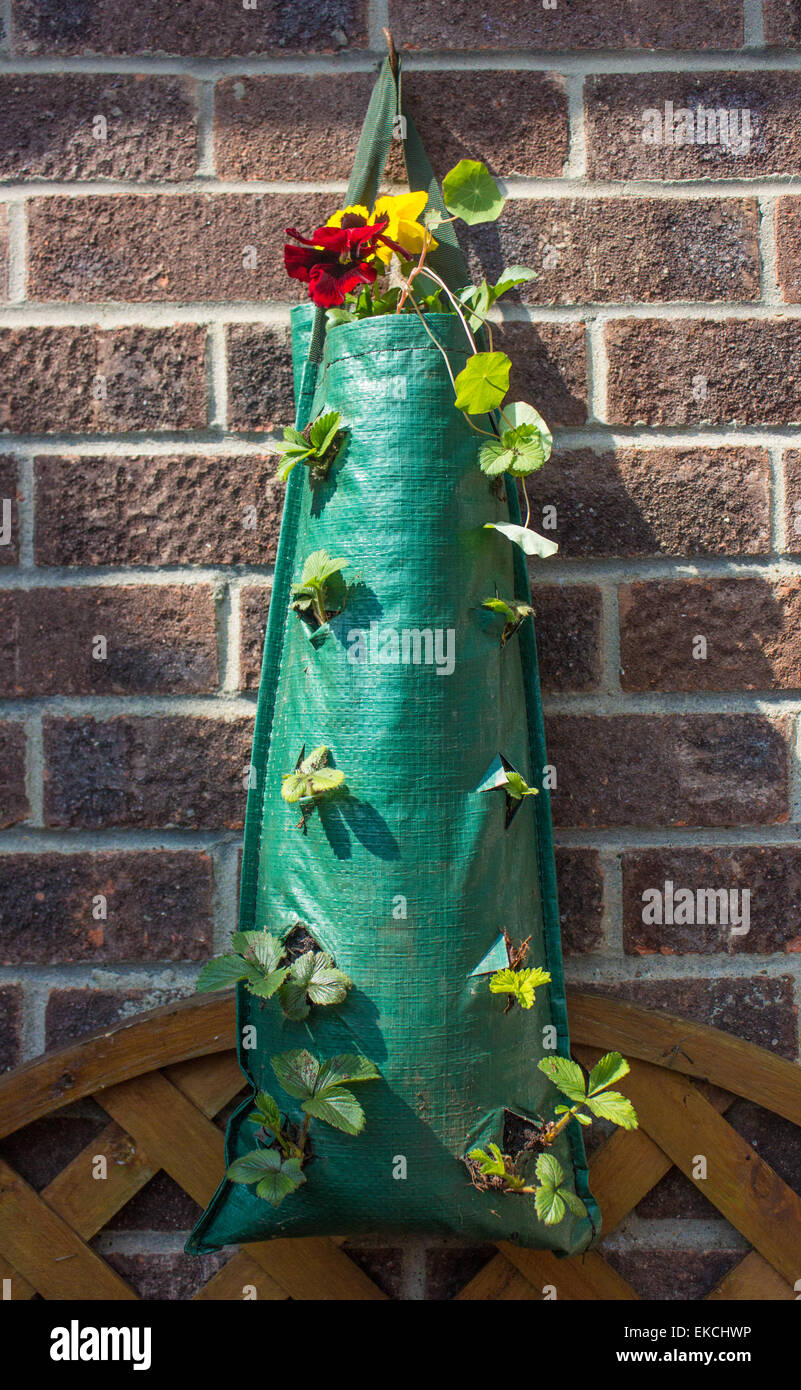 Piante di fragola essendo cresciuto al di fuori di un sacco di colore verde con pansies in cima ad attirare le api per l'impollinazione. Foto Stock
