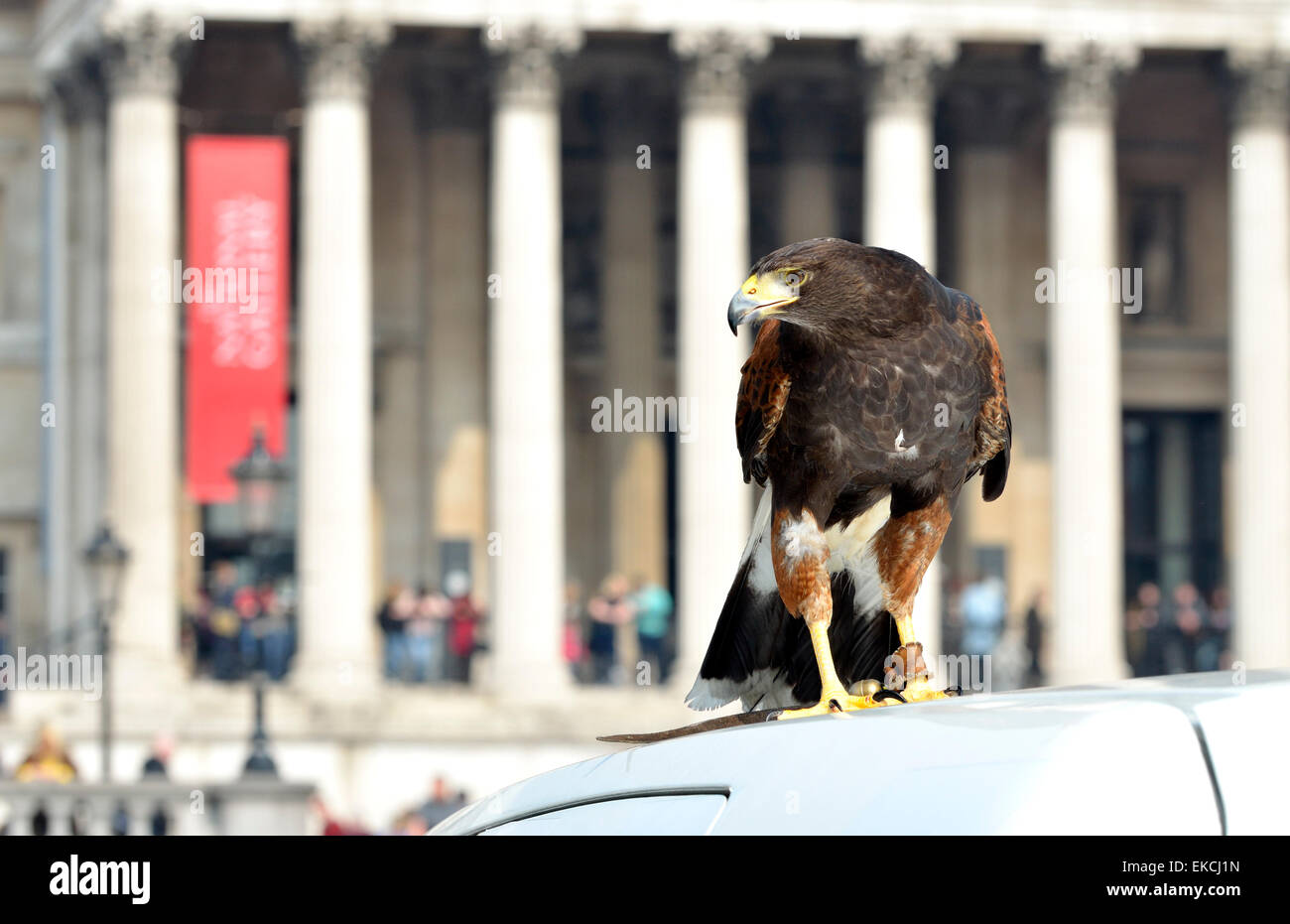 Un falco di Harris, usato per controllare i piccioni in Trafalgar Square, è mostrato al pubblico durante la festa di Pasqua 2015 Foto Stock