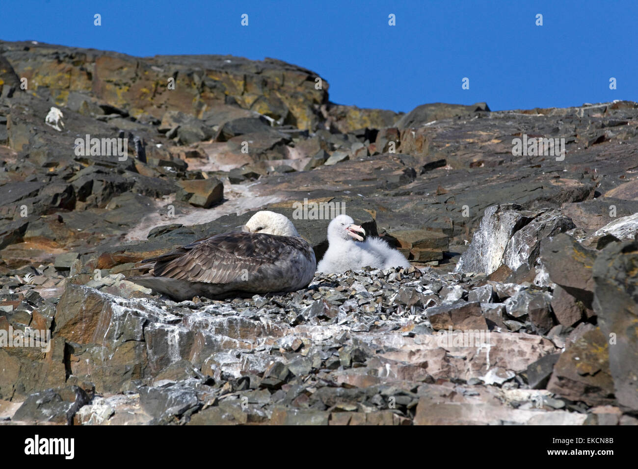 Il gigante del sud Petrel (Macronectes giganteus) adulto e ceci su nido, Hannah Point, Penisola Antartica, Antartide Foto Stock