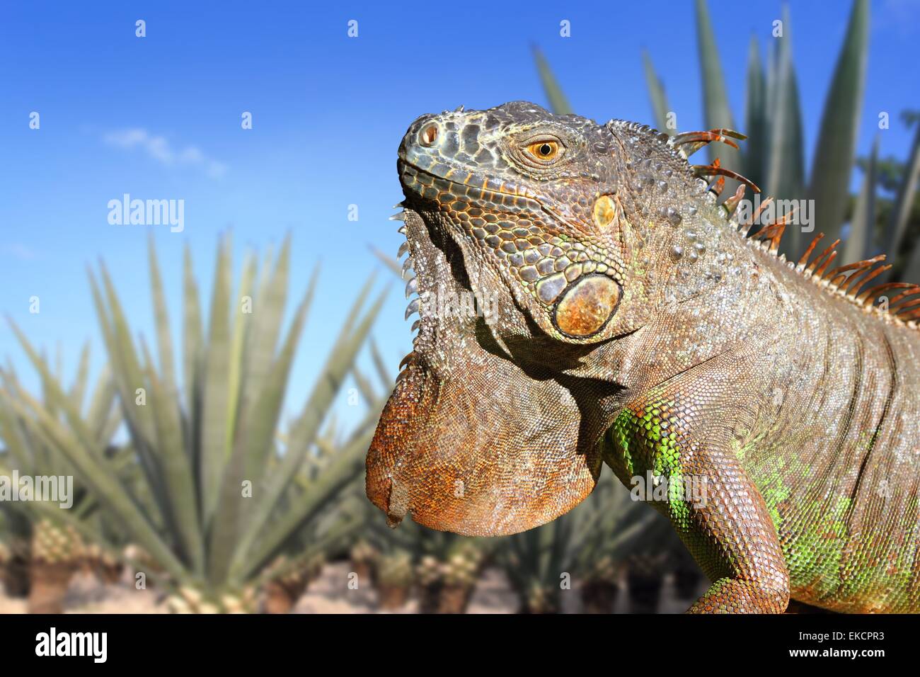 Iguana Messico in agave tequilana campo blu cielo Foto Stock