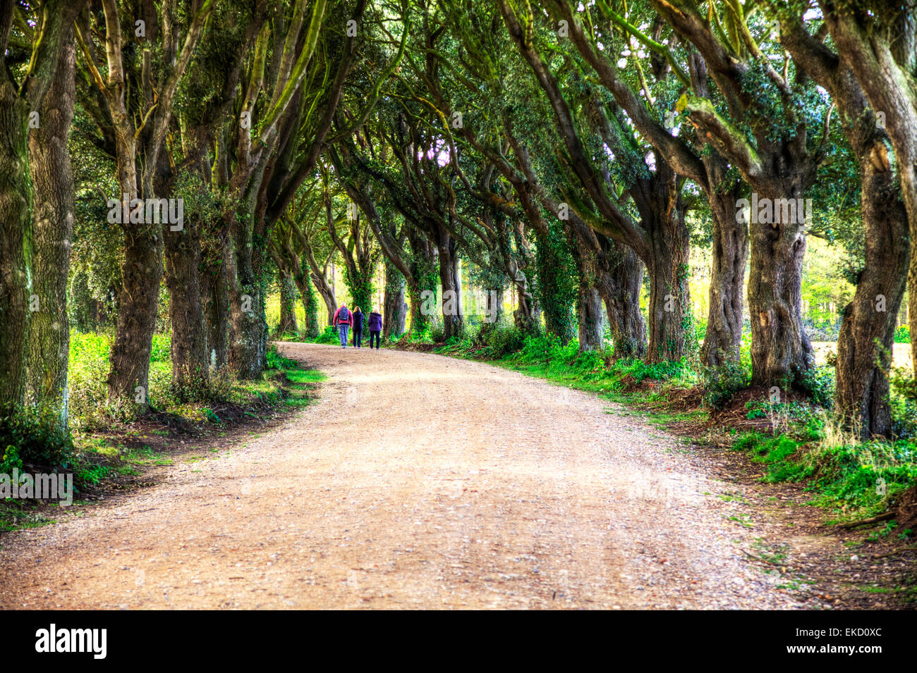 Il paese a piedi tra il viale di alberi ramble rampicate tre persone che camminano Norwich Norfolk REGNO UNITO Inghilterra Foto Stock