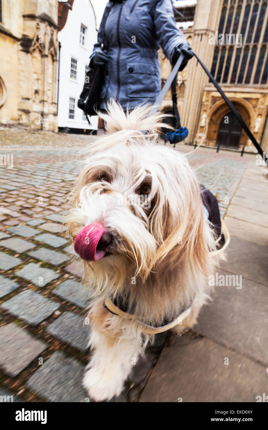 Cane a camminare a piedi pet walkies pov leccare il naso sul piombo barbuto collie canine linguetta Norwich Norfolk REGNO UNITO Inghilterra Foto Stock