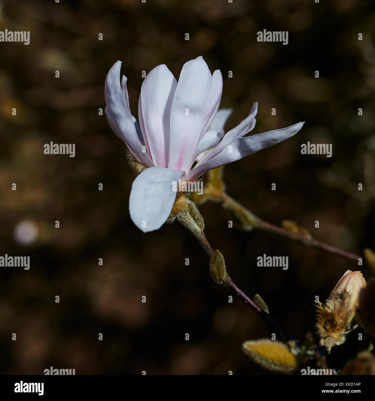 Magnolia stellata è una lenta crescita di medie dimensioni di Arbusti decidui di ampiamente arrotondati abitudine originarie dal Giappone. Foto Stock