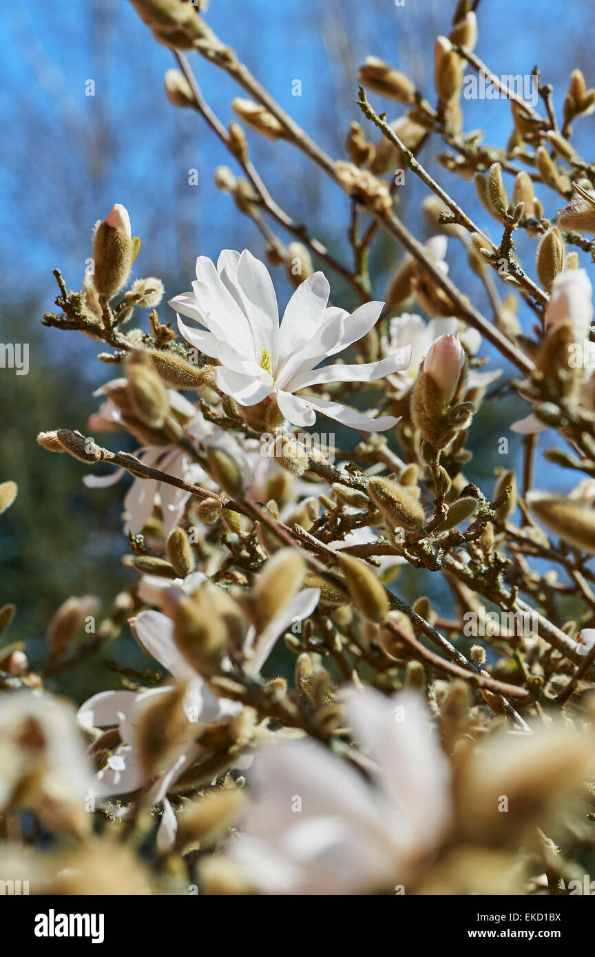 Magnolia stellata è una lenta crescita di medie dimensioni di Arbusti decidui di ampiamente arrotondati abitudine originarie dal Giappone. Foto Stock