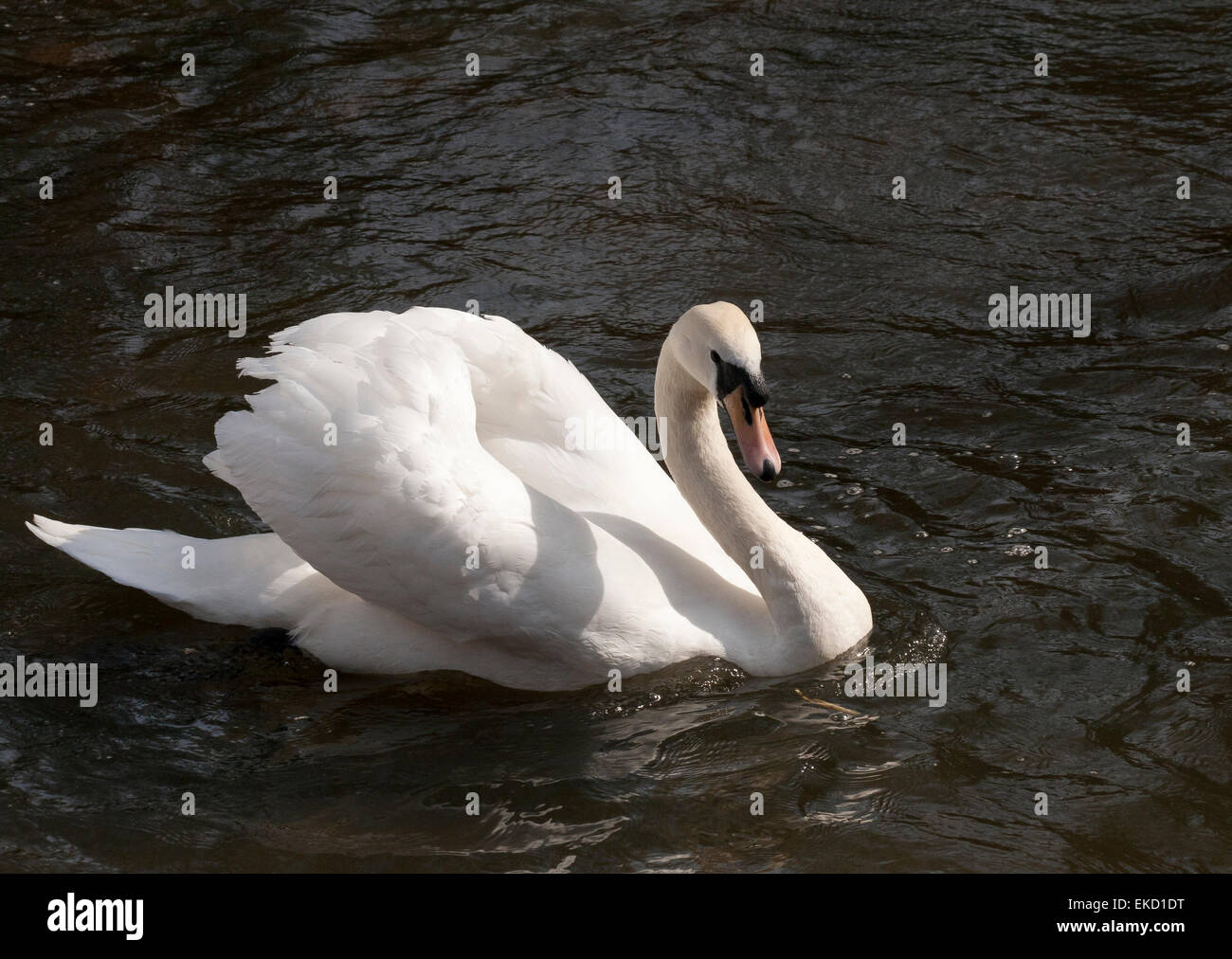 Cigno (Cygnus olor) Cob (maschio) mobile verso il basso in modo aggressivo il fiume Bure in Aylsham, Norfolk, Inghilterra, Regno Unito Foto Stock