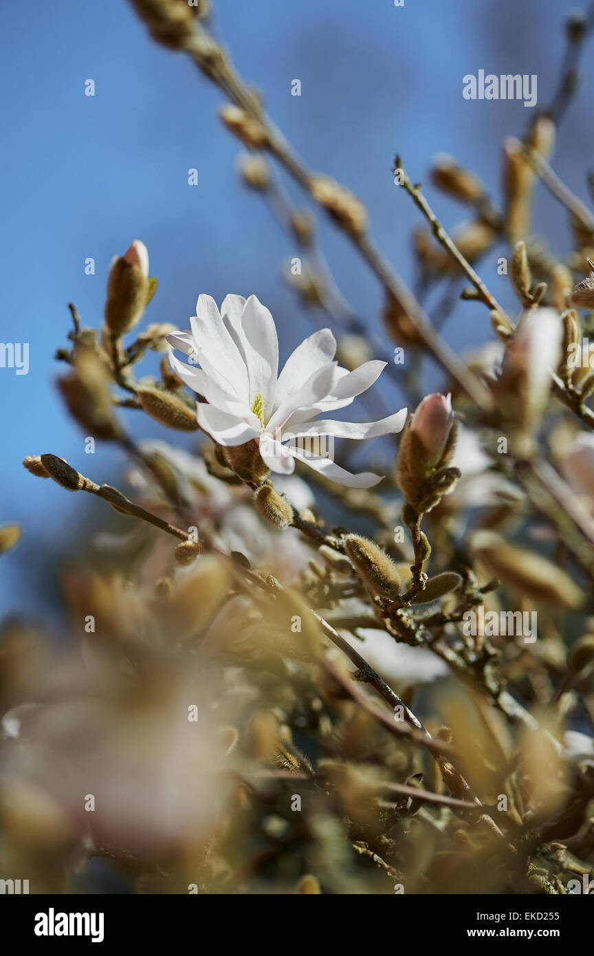 Magnolia stellata è una lenta crescita di medie dimensioni di Arbusti decidui di ampiamente arrotondati abitudine originarie dal Giappone. Foto Stock