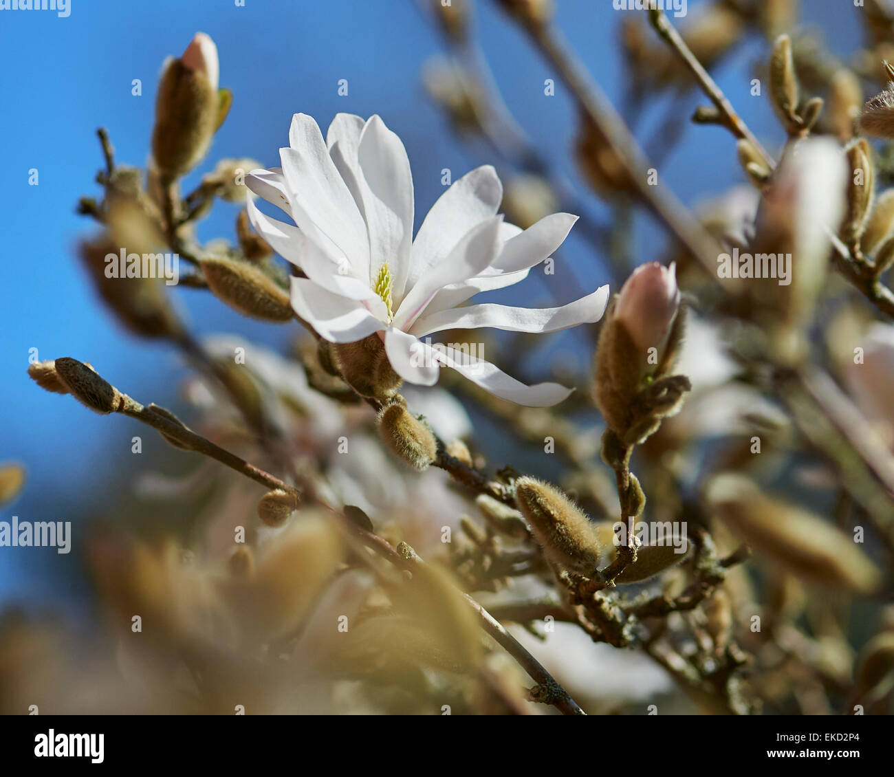 Magnolia stellata è una lenta crescita di medie dimensioni di Arbusti decidui di ampiamente arrotondati abitudine originarie dal Giappone. Foto Stock
