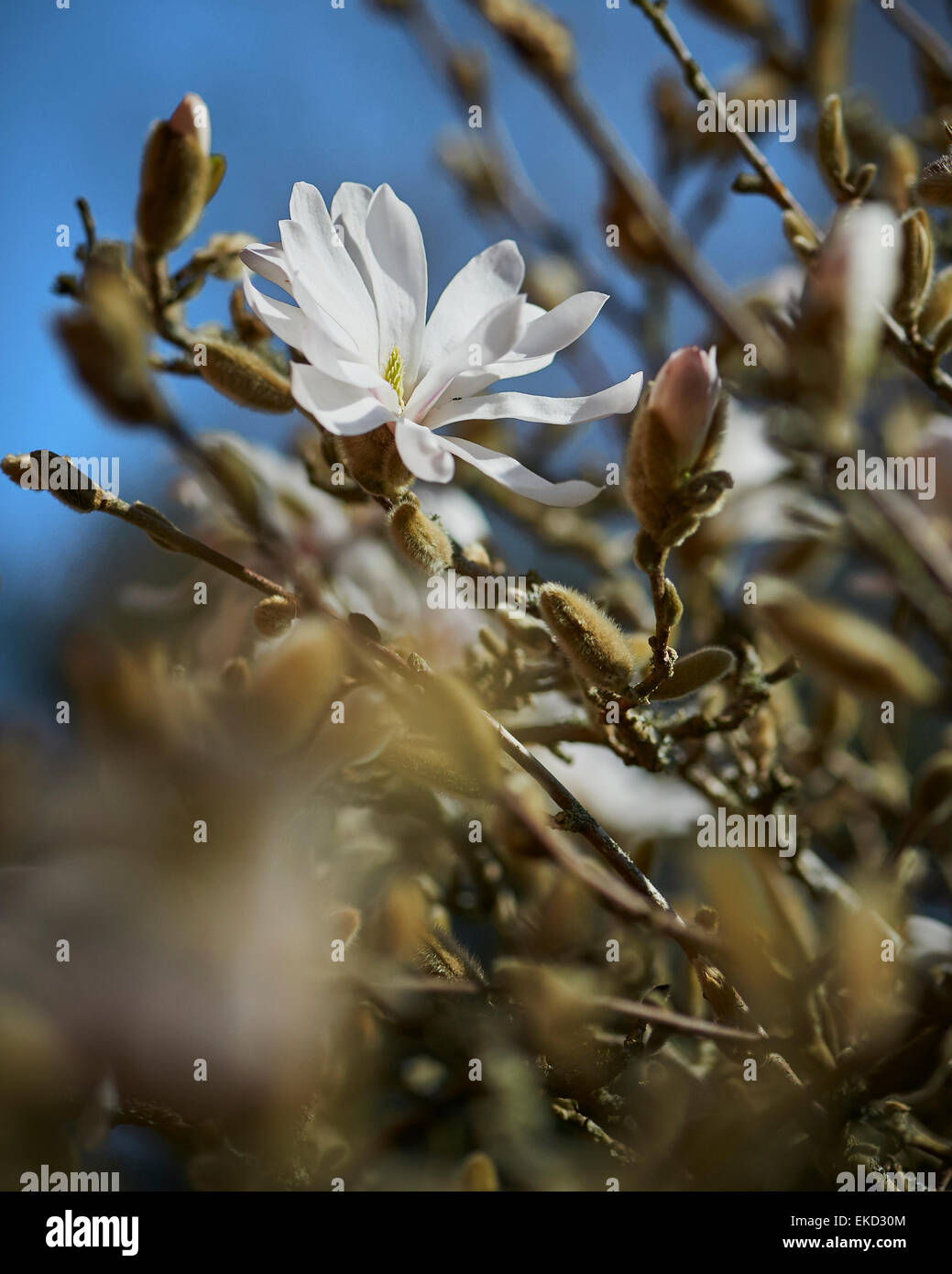Magnolia stellata è una lenta crescita di medie dimensioni di Arbusti decidui di ampiamente arrotondati abitudine originarie dal Giappone. Foto Stock