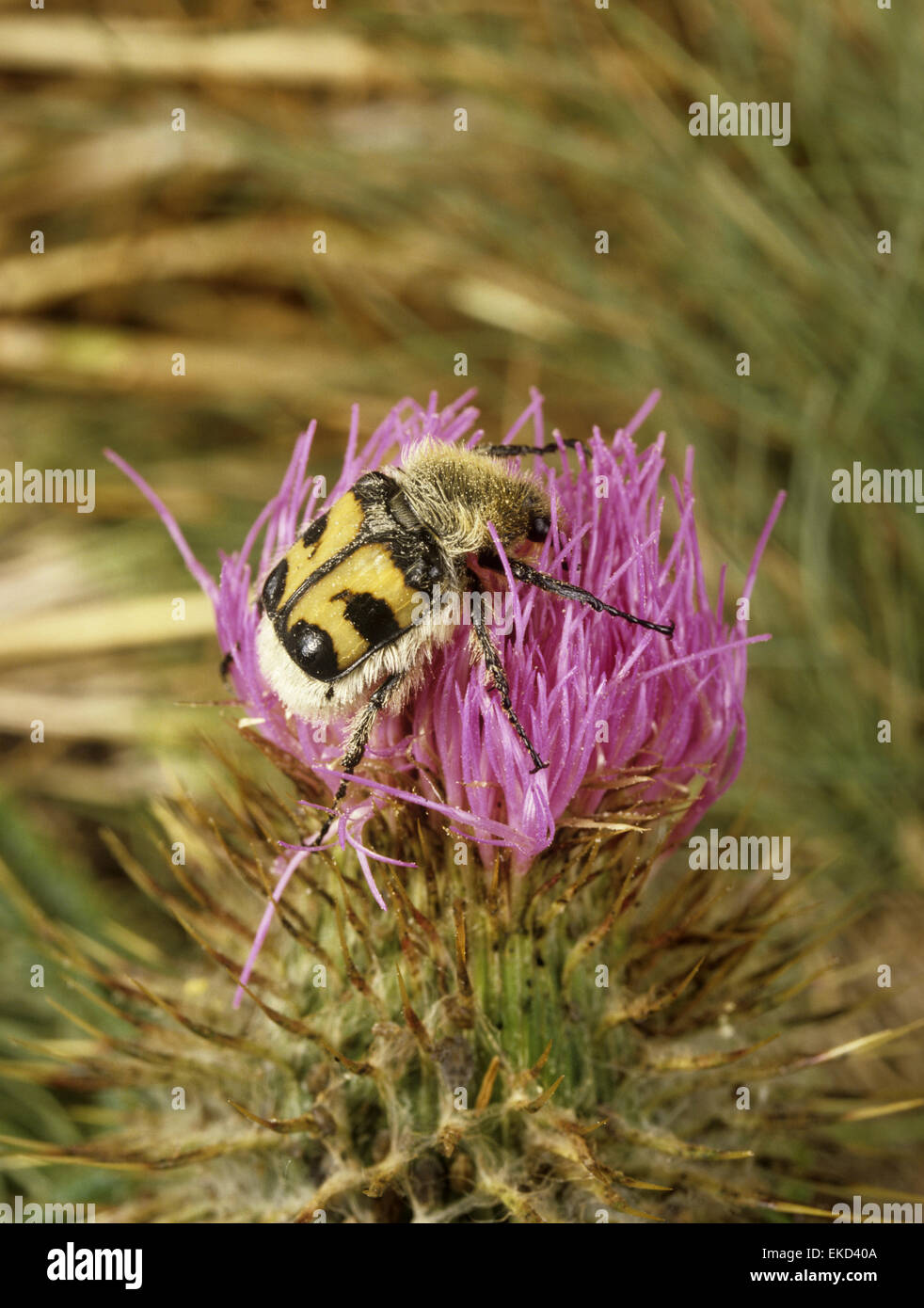 Bee Beetle - Trichius fasciatus Foto Stock
