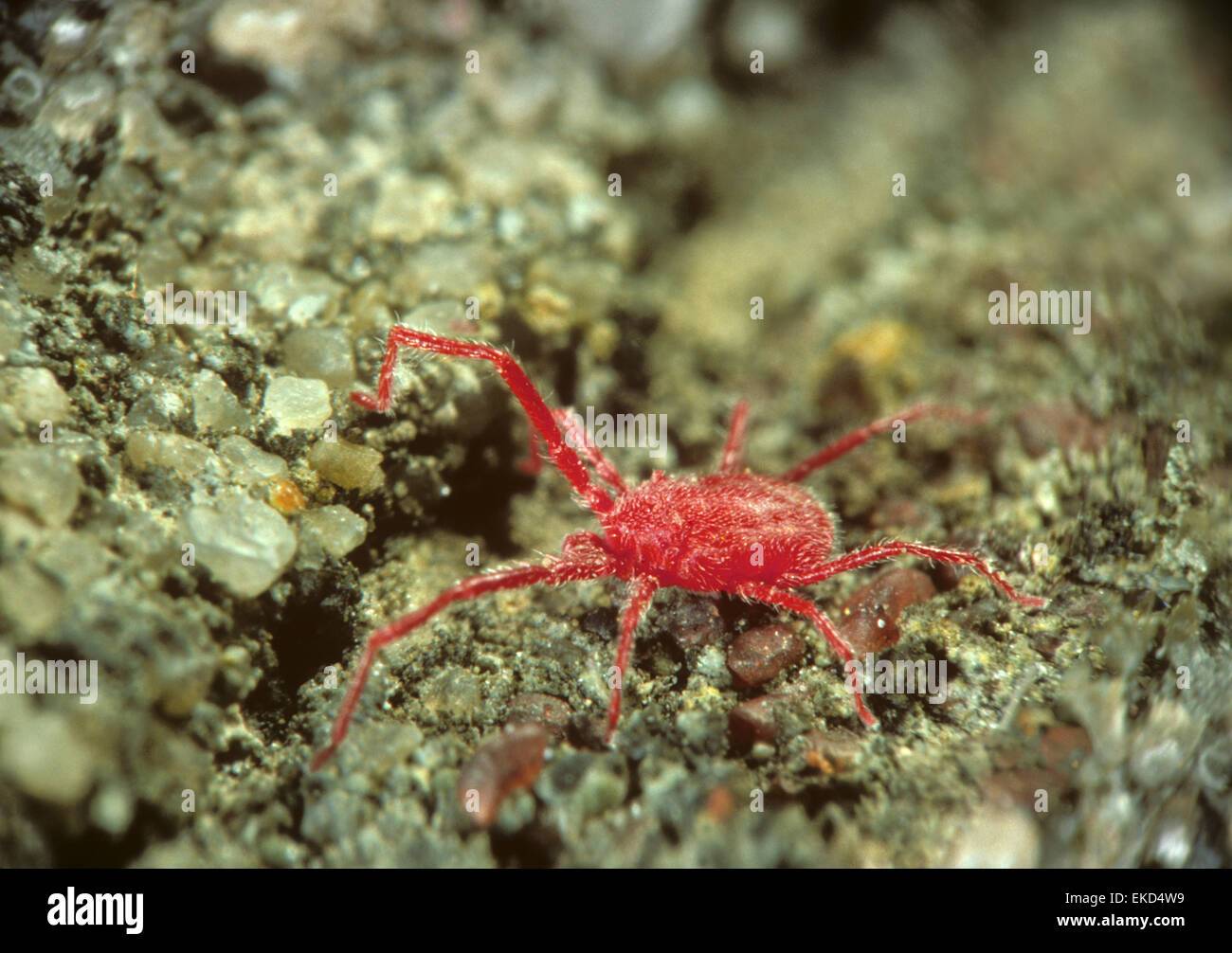 Acaro rosso - Tetranychus urticae Foto Stock
