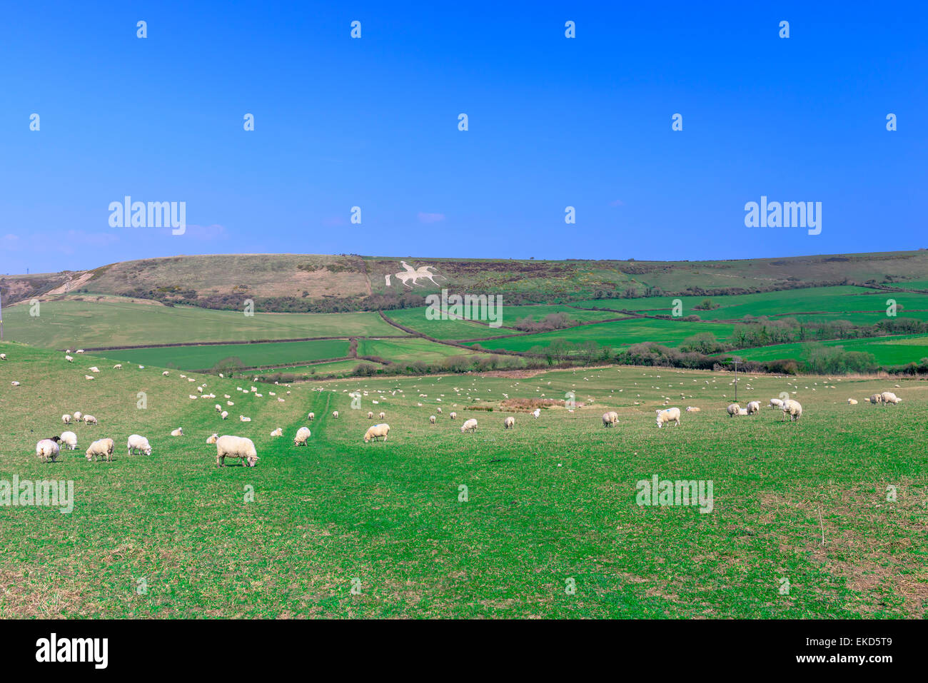 Cavallo bianco intagliato in collina nel Dorset Foto Stock