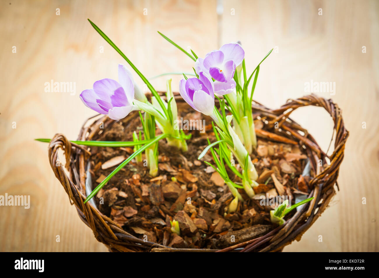 Germogli di primavera di crochi in un cestello Foto Stock
