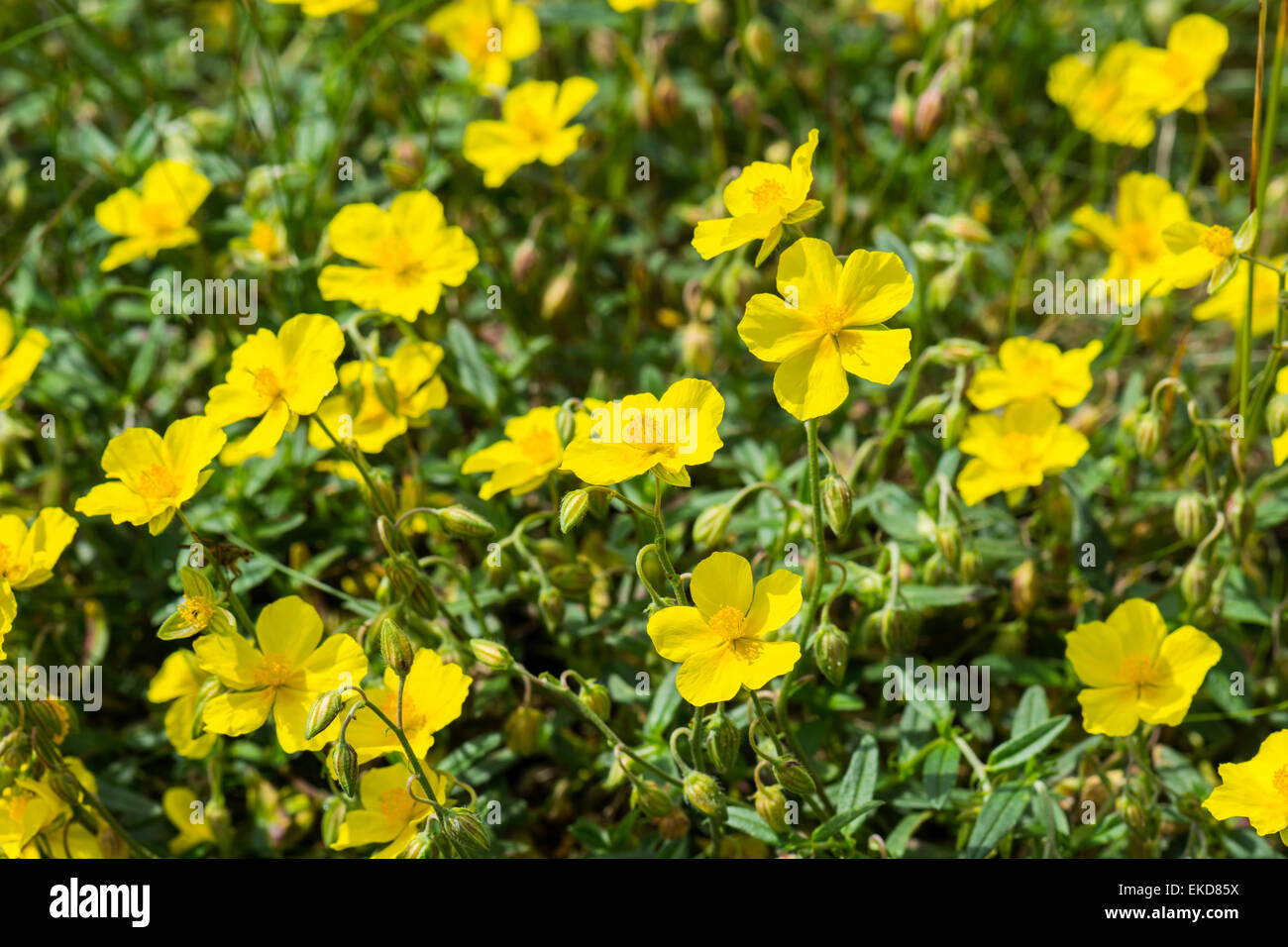 Comune di rock rose, Helianthemum nummularium, Cressbrook Dale NNR Parco Nazionale di Peak District Giugno 2014 Foto Stock