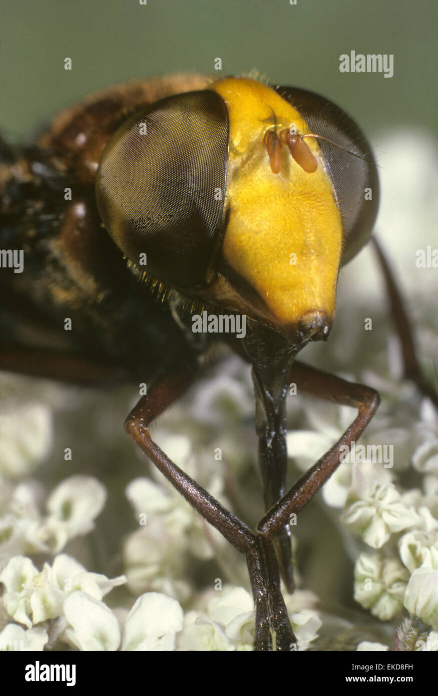Volucella zonaria - una specie di Hoverfly Foto Stock