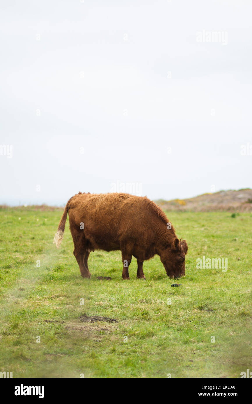 Un toro in un agriturismo. Foto Stock