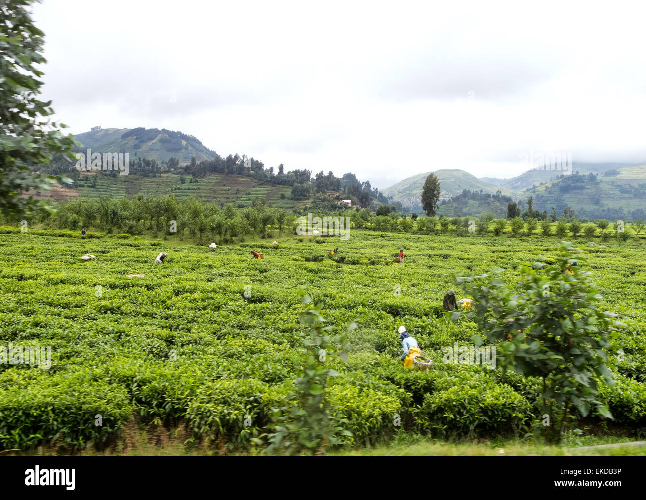 Le donne congolesi prelevare le foglie di tè in una piantagione di tè vicino a Goma, nella Repubblica democratica del Congo ( RDC ) Africa Foto Stock