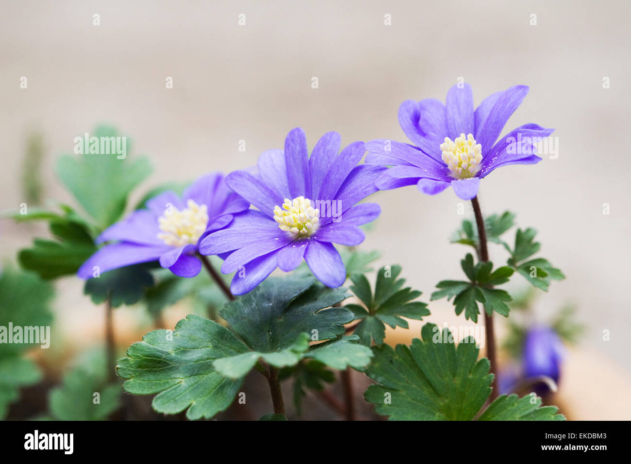 Anemone blanda cresce in una pentola. Foto Stock