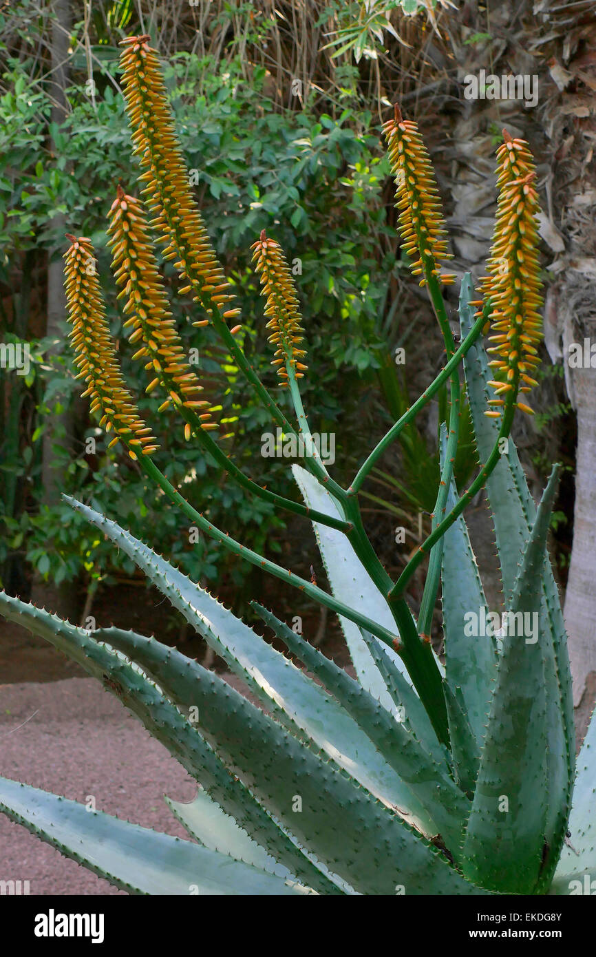 Aloe a Giardini di Majorelle a Marrakech, Marocco Foto Stock