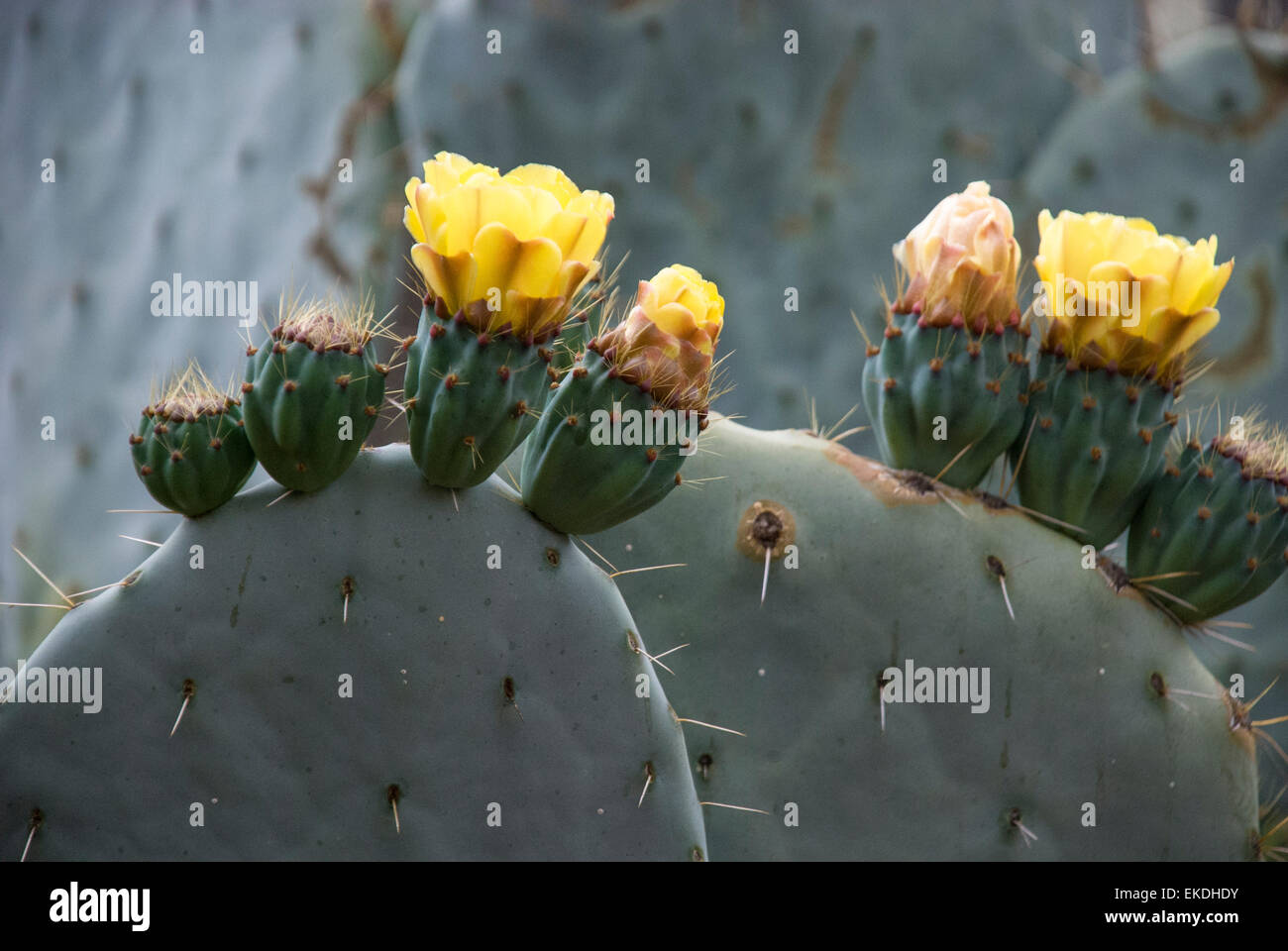Ficodindia Cactus, Opuntia, con fiori di colore giallo. Foto Stock