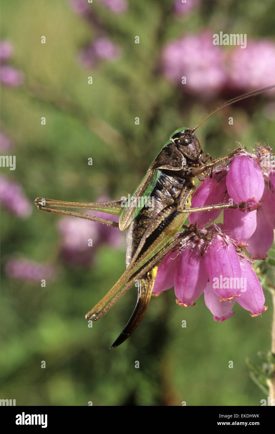 Bog Bush-cricket - Metrioptera brachyptera Foto Stock