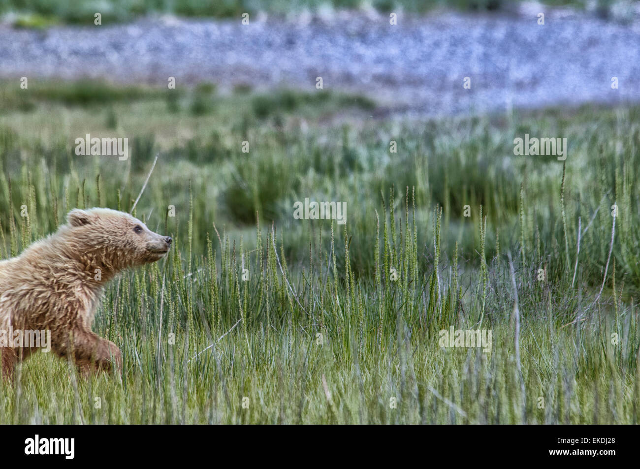 Carino biondo Orso grizzly molla Cub, Ursus arctos, in esecuzione in sedge erba, il Parco Nazionale del Lago Clark, Alaska, STATI UNITI D'AMERICA Foto Stock