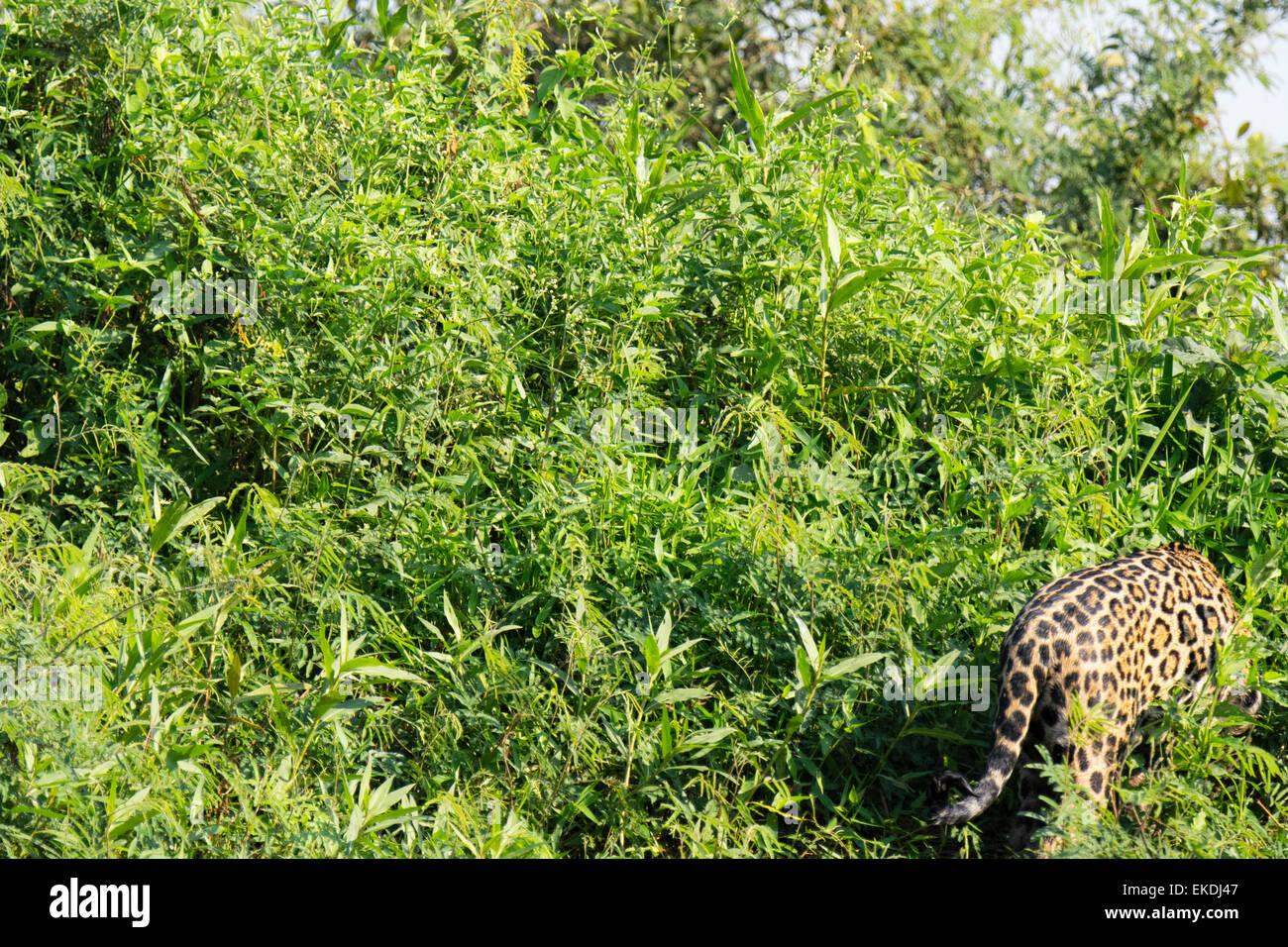 Sfuggente wild Jaguar, Panthera onca, scomparendo nel sottobosco da un fiume nel Pantanal, Brasile, Sud America Foto Stock