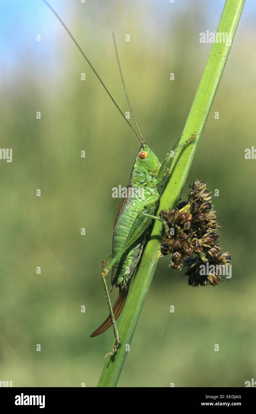 Corto-winged Conehead - Conocephalus dorsalis Foto Stock