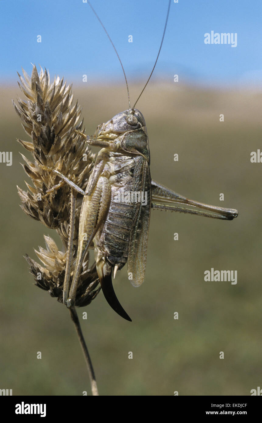 Boccola di colore grigio-cricket - Platycleis albopunctata Foto Stock