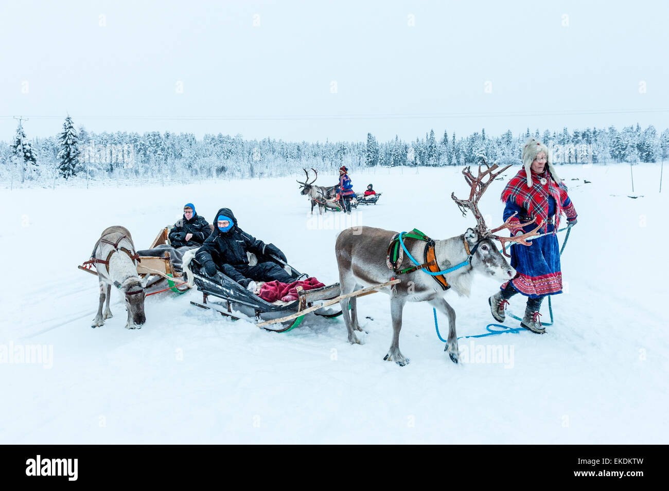 La renna Sleigh Ride. levi. Finlandia. Lapponia. scandinavia Foto Stock