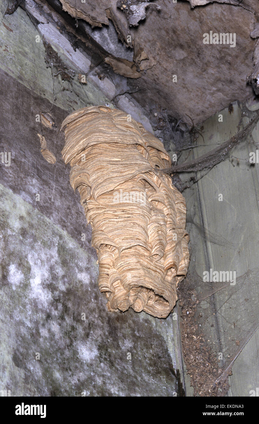 Hornet Nest - Vespa crabro Foto Stock