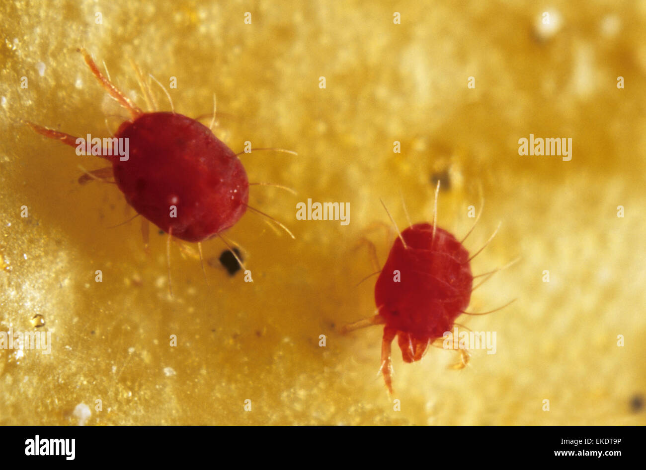 Acaro rosso - Tetranychus urticae Foto Stock
