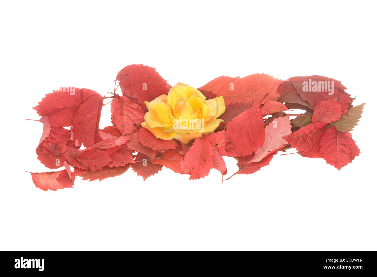 Fiore giallo nel mucchio di foglie di autunno Foto Stock