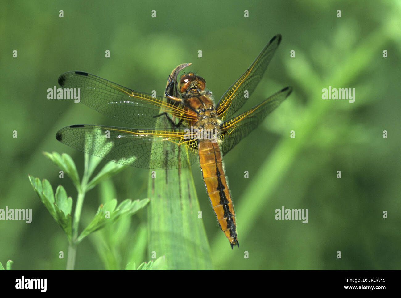 Scarsa Chaser - Libellula fulva Foto Stock