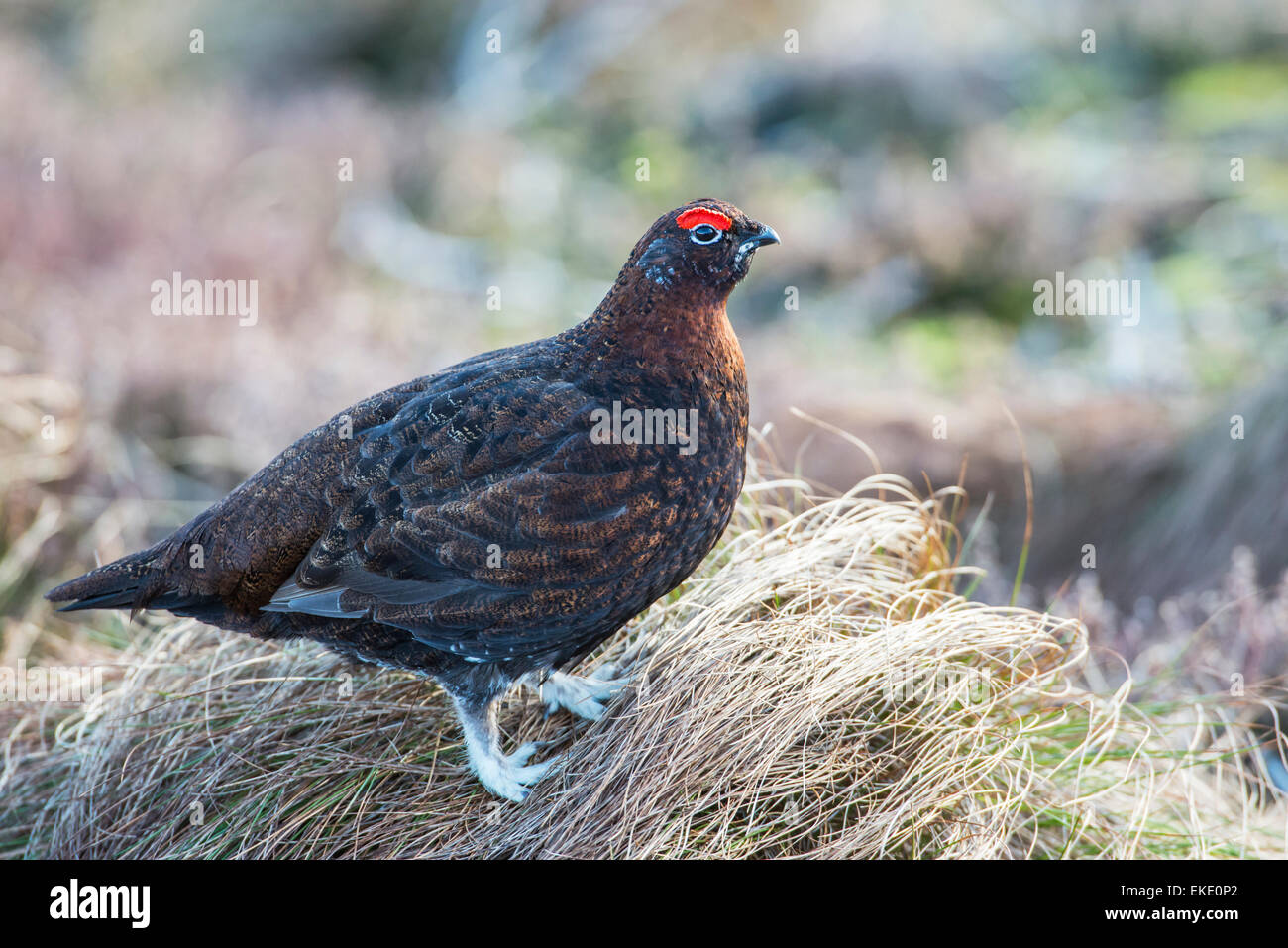 Red Grouse (Lagopus lagopus scotica). Maschio adulto sulle brughiere scozzesi. Foto Stock