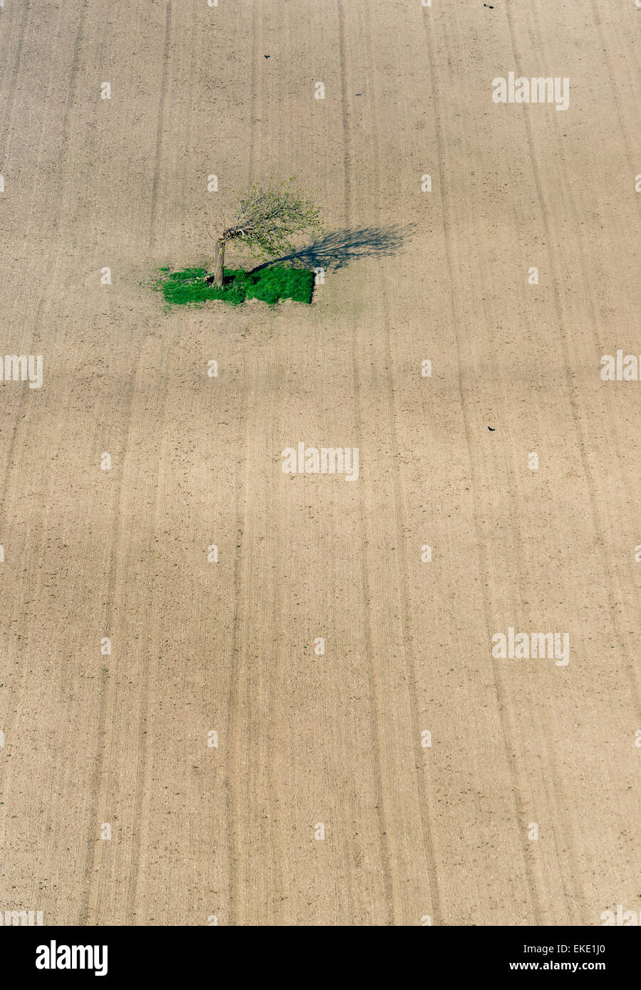 Giovedì, 9 Aprile 2015 - Dorset - Inghilterra. Campo Arato con albero solitario. Foto Stock