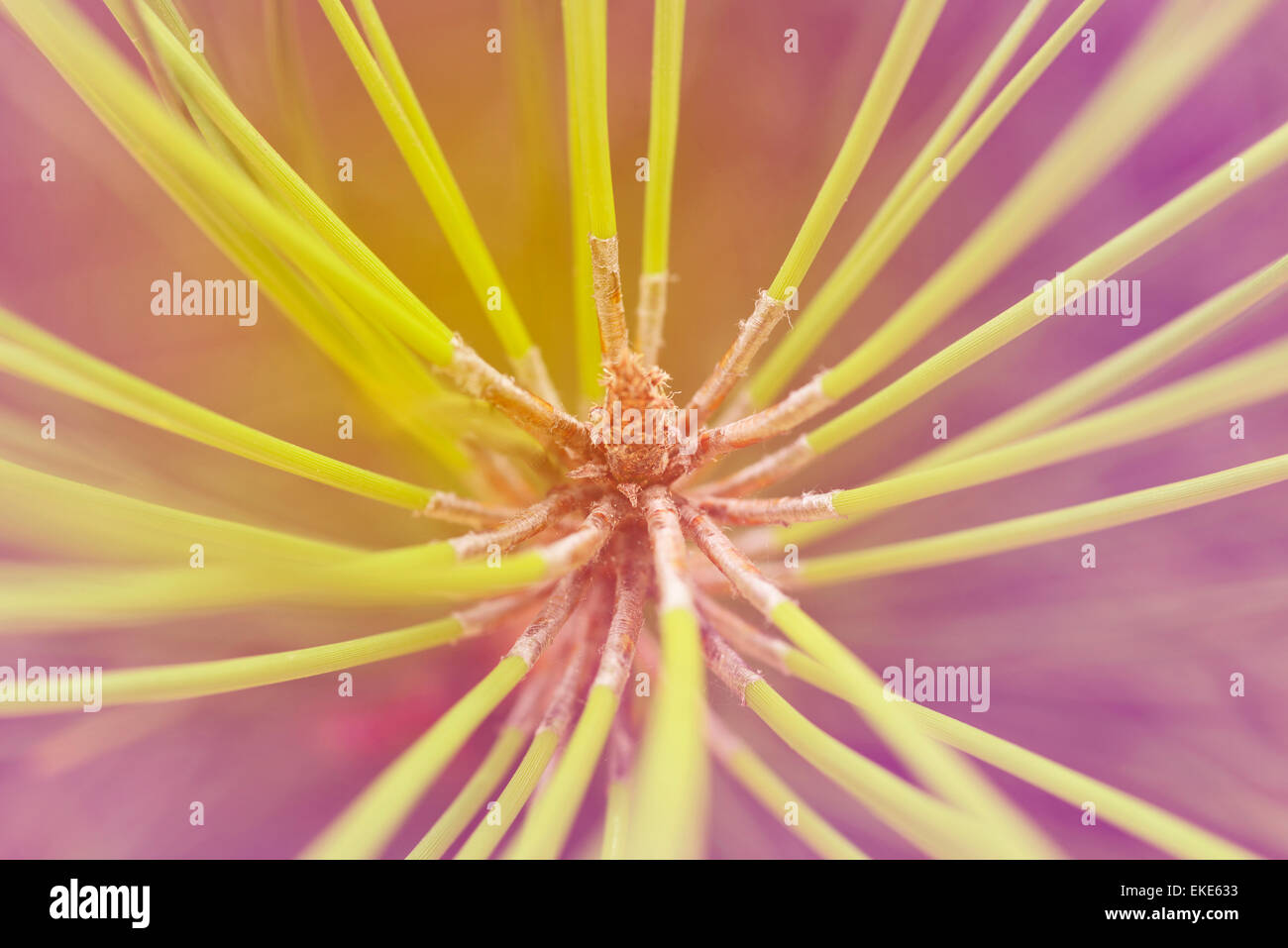 Ramo di pino macro close up in stile vintage fotografia Foto Stock