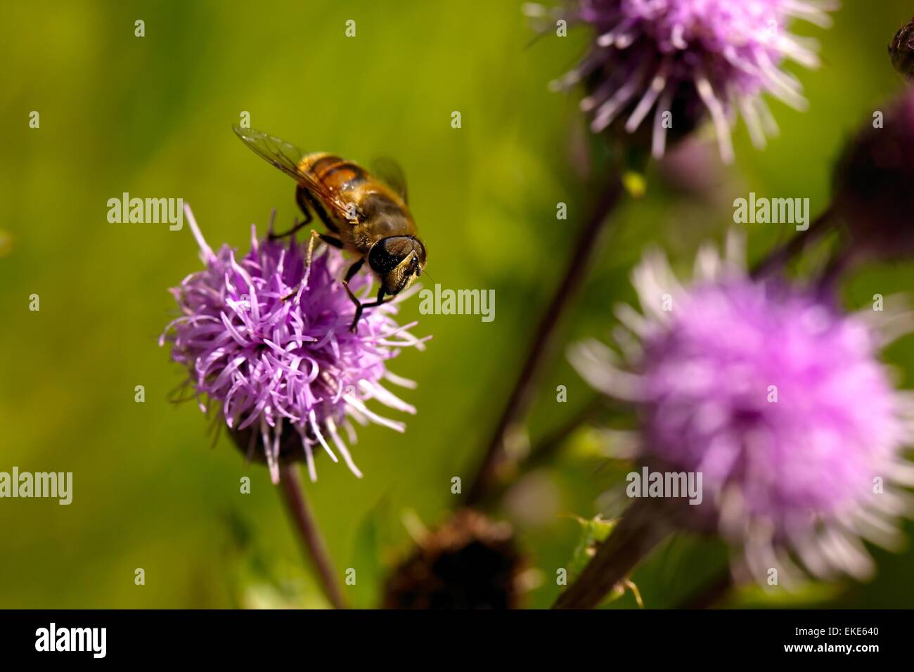 Bee Foto Stock