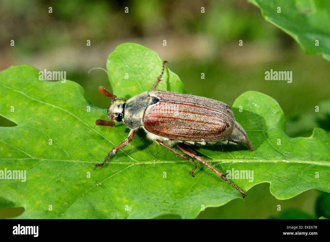 - Cockchafer Melolontha melolontha Foto Stock