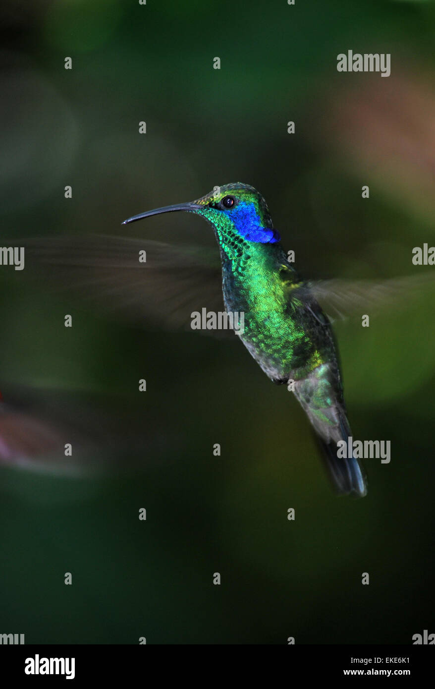 Hummingbird a Monteverde Cloud Forest, Costa Rica Foto Stock