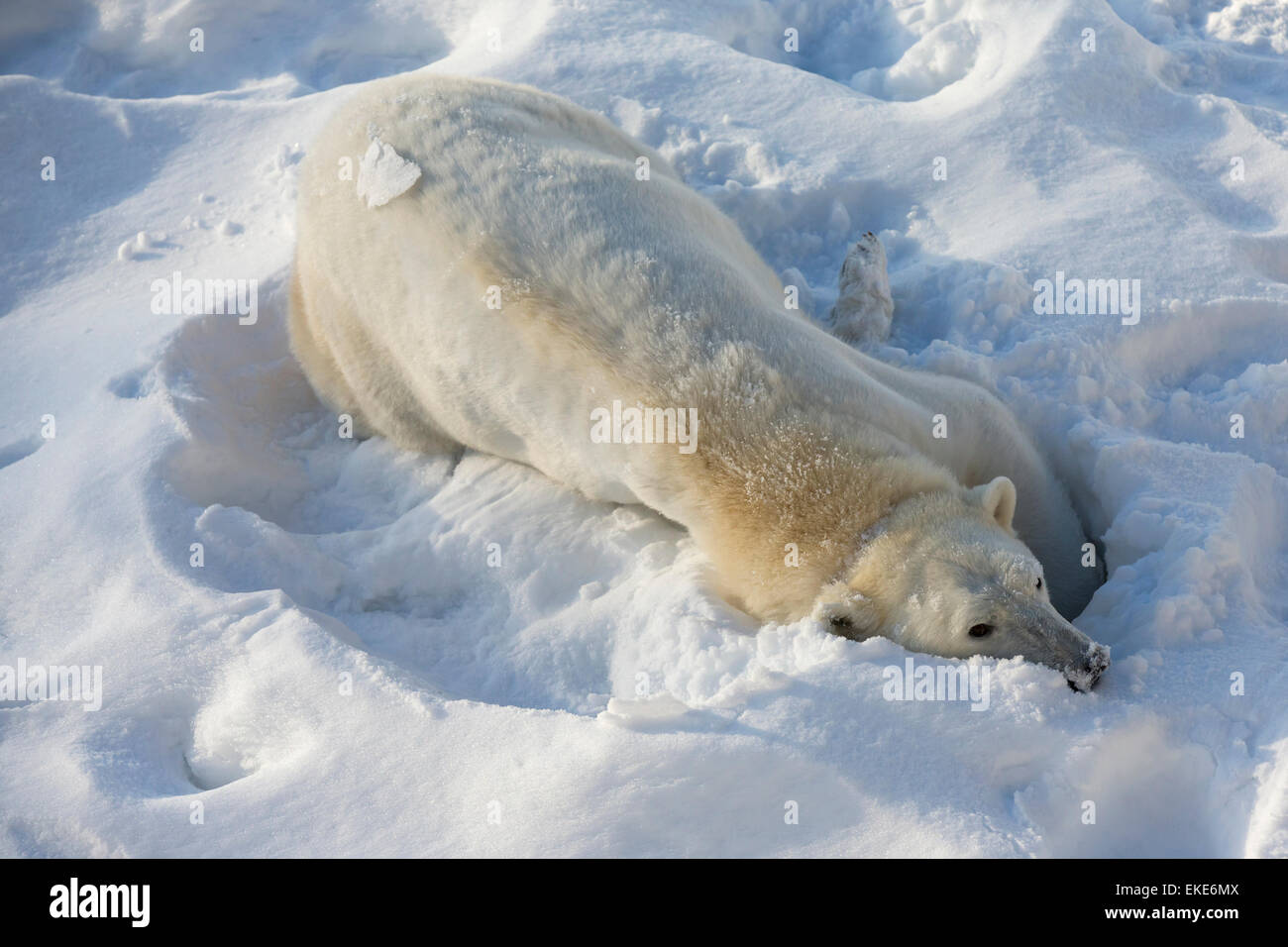 Orso polare (Ursus maritimus) femmina la pulizia stessa nella neve Foto Stock