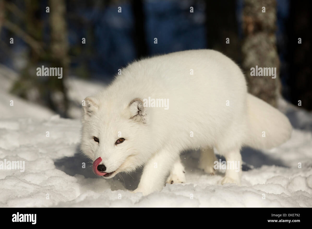 Arctic Fox (Vulpes vulpes lagopus) alla ricerca di cibo nella neve in inverno Foto Stock