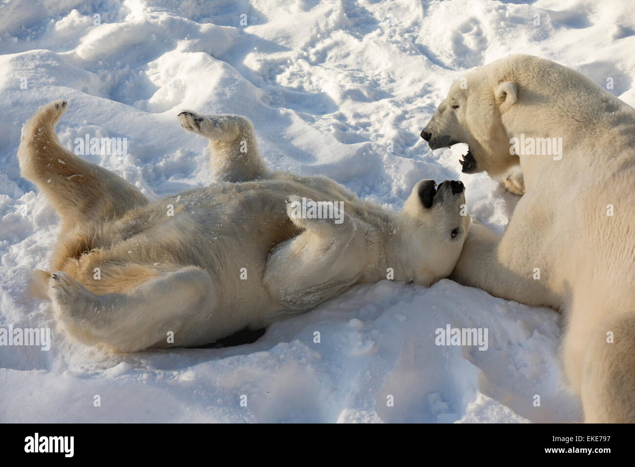 Orso polare (Ursus maritimus) maschio e femmina la riproduzione e il collegamento durante la stagione di accoppiamento Foto Stock